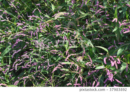 Inutade（Inu Tate） 37983892