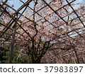 Japanese Garden Sakura Kyoto 37983897