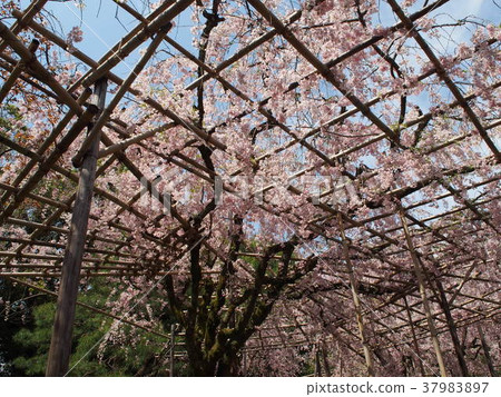 Japanese Garden Sakura Kyoto Japanese Garden Sakura Kyoto 37983897