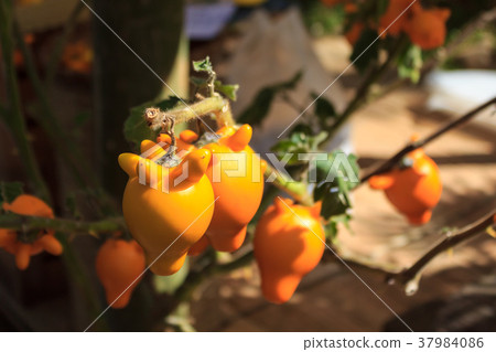 Nipple fruit ,Solanum mammosum,Titty fruit. Nipple fruit ,Solanum mammosum,Titty fruit. 37984086