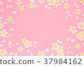 Cherry Blossoms   37984162