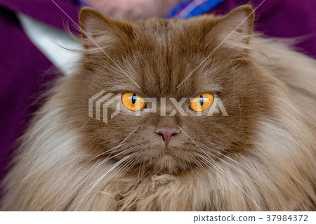 Brown fur orange eyes cat portrait Brown fur orange eyes cat portrait 37984372