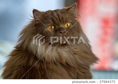Brown fur orange eyes cat portrait Brown fur orange eyes cat portrait 37984373