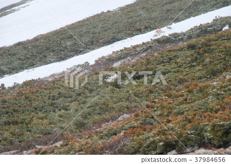 Thunder bird 37984656