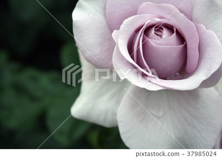 Rose Bluebay Rose Bluebay 37985024