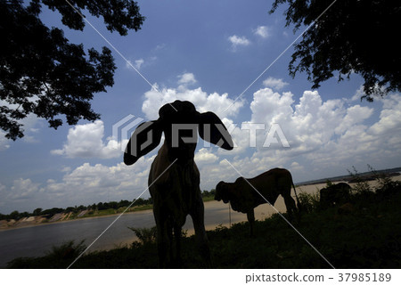 ASIA THAILAND ISAN AMNAT CHAROEN 37985189