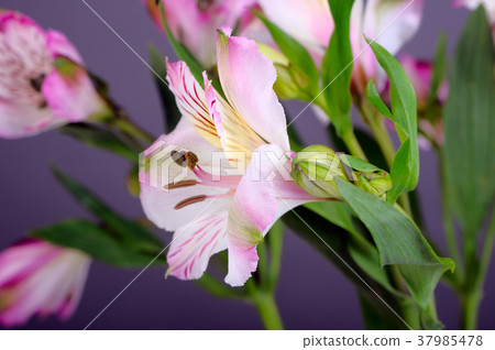 Alstroemeria flowers 37985478