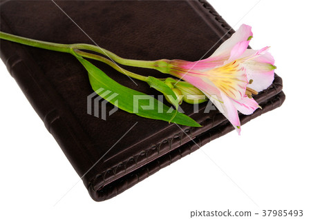 Flower bud on a book 37985493