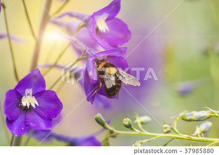 A macro shot of a bumblebee A macro shot of a bumblebee 37985880