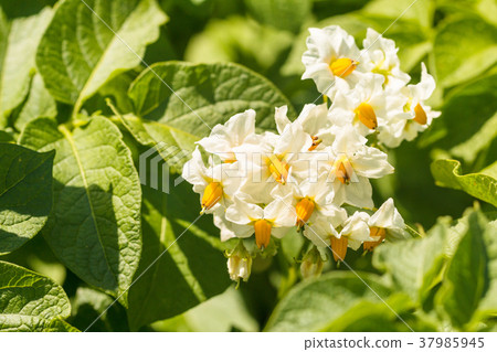 Green blooming potato plant 37985945