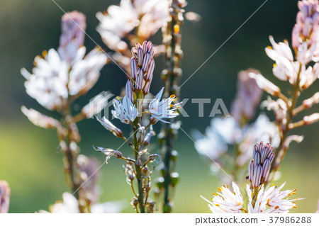 Flowers Flowers 37986288