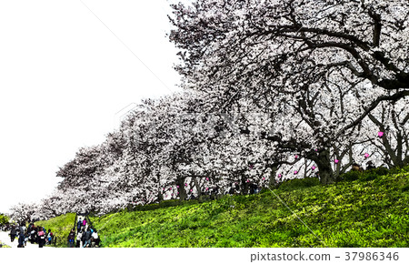 櫻花季節 37986346