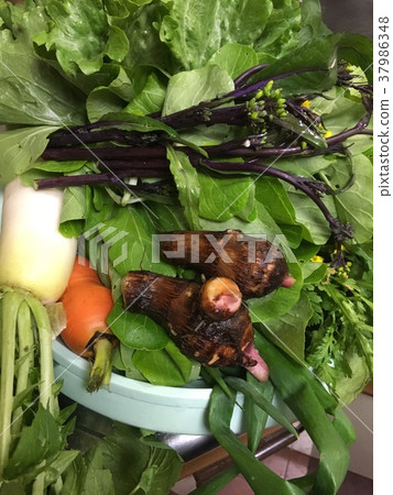 收穫的蔬菜 收穫的蔬菜 37986348