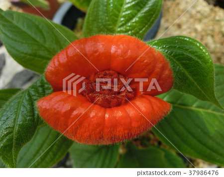 Hot lips Hot lips 37986476