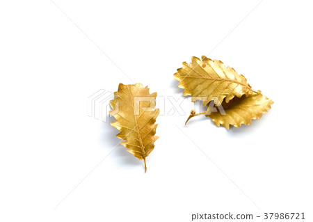 圖庫照片: golden leaf on white background with copy space