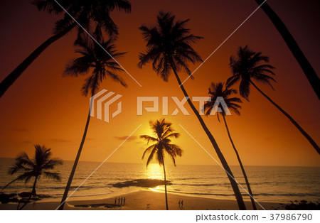 ASIA INDIA GOA ASIA INDIA GOA 37986790