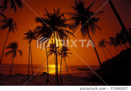 ASIA INDIA GOA 37986807