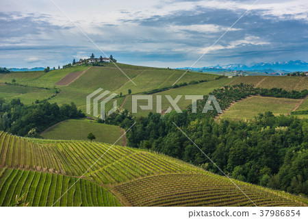 Vineyards of Langhe, Piedmont, Italy Vineyards of Langhe, Piedmont, Italy 37986854