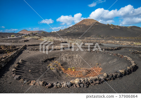 Vineyards in La Geria, Lanzarote, Canary Islands 37986864