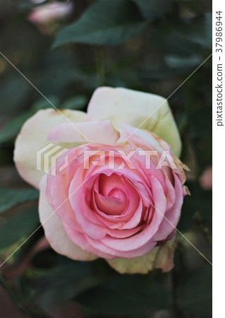 粉紅玫瑰 37986944