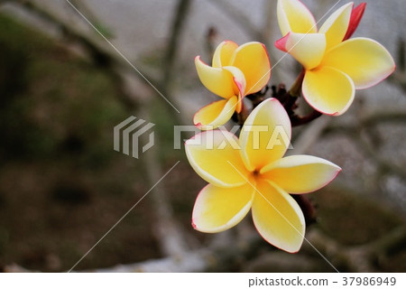 Plumeria Plumeria 37986949