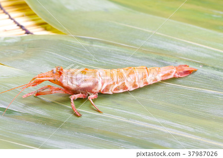 Mosa shrimp Mosa shrimp 37987026