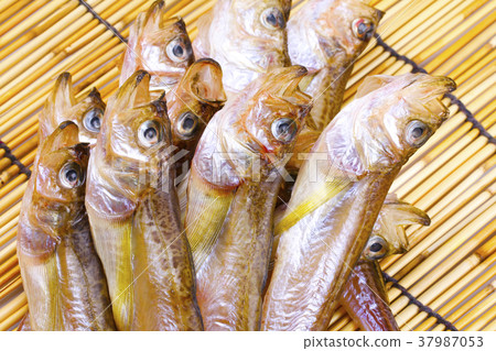 幹玫瑰幹 37987053