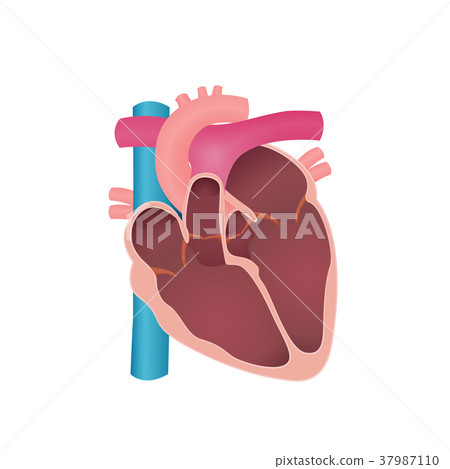 anatomy of the human heart anatomy of the human heart 37987110
