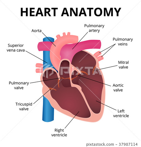 anatomy of the human heart 37987114