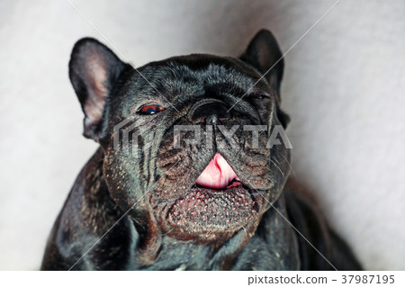 French Bulldog Portrait White Background studio qu French Bulldog Portrait White Background studio qu 37987195