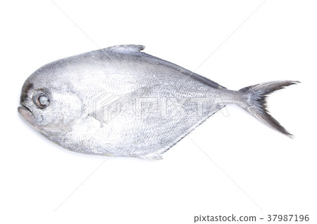 埃塞俄比亞魚類成分 37987196
