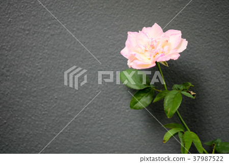 Pink roses with branches and green leaves on gray 37987522