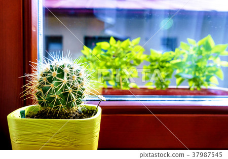 A prickly round cactus looking out the window. A prickly round cactus looking out the window. 37987545