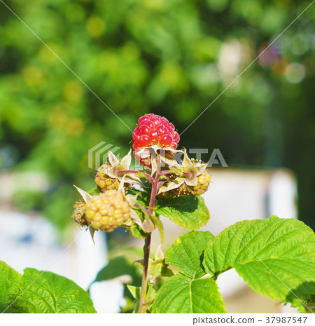 Raspberries on a branch in a garden. Raspberries on a branch in a garden. 37987547