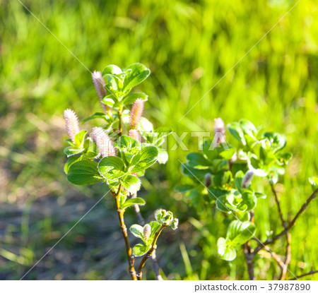 close up on the catkins Salix hookeriana 37987890