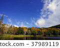 Kido pond, autumn 37989119