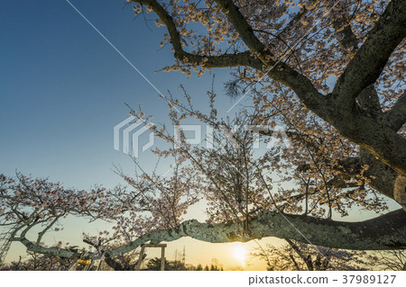 Someyo Yoshino in full bloom in the morning sun in Sanshinsu Park, which is popular with Sendai citizens in a scenic area Someyo Yoshino in full bloom in the morning sun in Sanshinsu Park, which is popular with Sendai citizens in a scenic area 37989127
