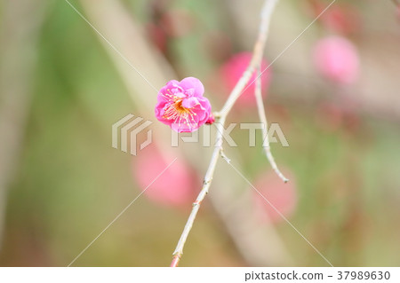 Red plum blossoms 37989630