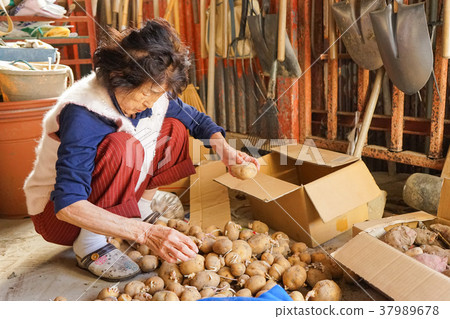 Senior farm worker 37989678