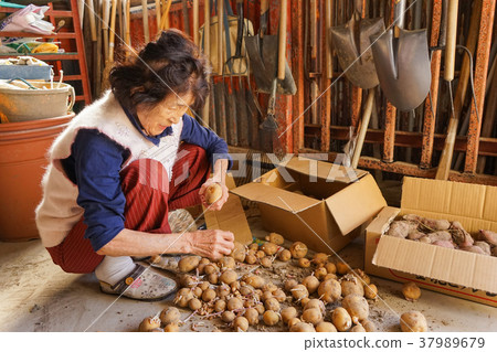 Senior farm worker 37989679