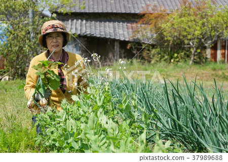 Senior farm worker 37989688
