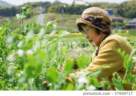 Senior farm worker 37989717