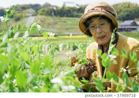 高級農場工人 37989718