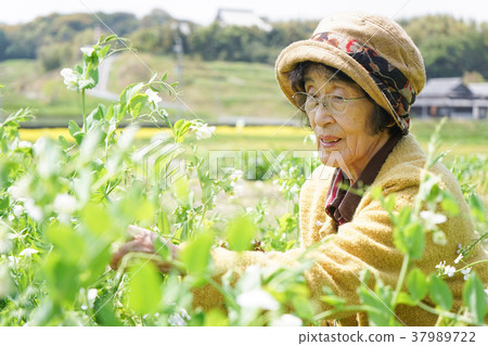 Senior farm worker 37989722