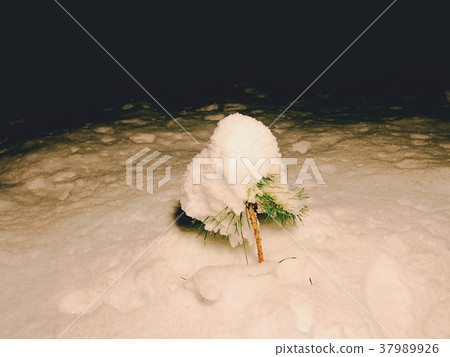 Frozen fresh snow on pine tree branches in night 37989926