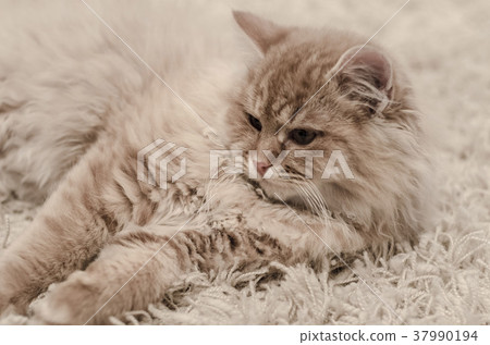 cute yellow cat lying on carpet 37990194