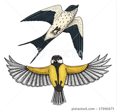 Small birds of barn swallow or martlet and parus 37990875