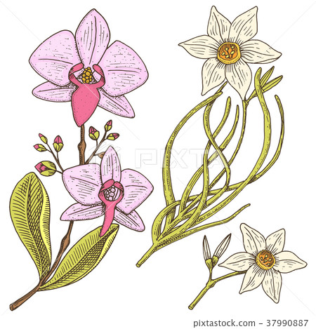 daffodil and orchid with leaves and buds. Wedding 37990887
