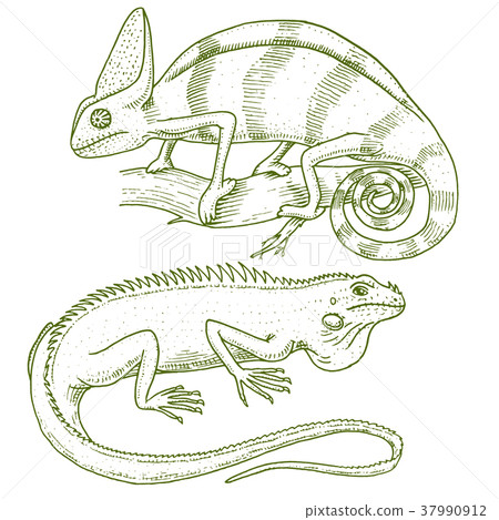 Chameleon Lizard, American green iguana, reptiles Chameleon Lizard, American green iguana, reptiles 37990912