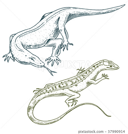 Komodo dragon monitor, American Sand lizard Komodo dragon monitor, American Sand lizard 37990914